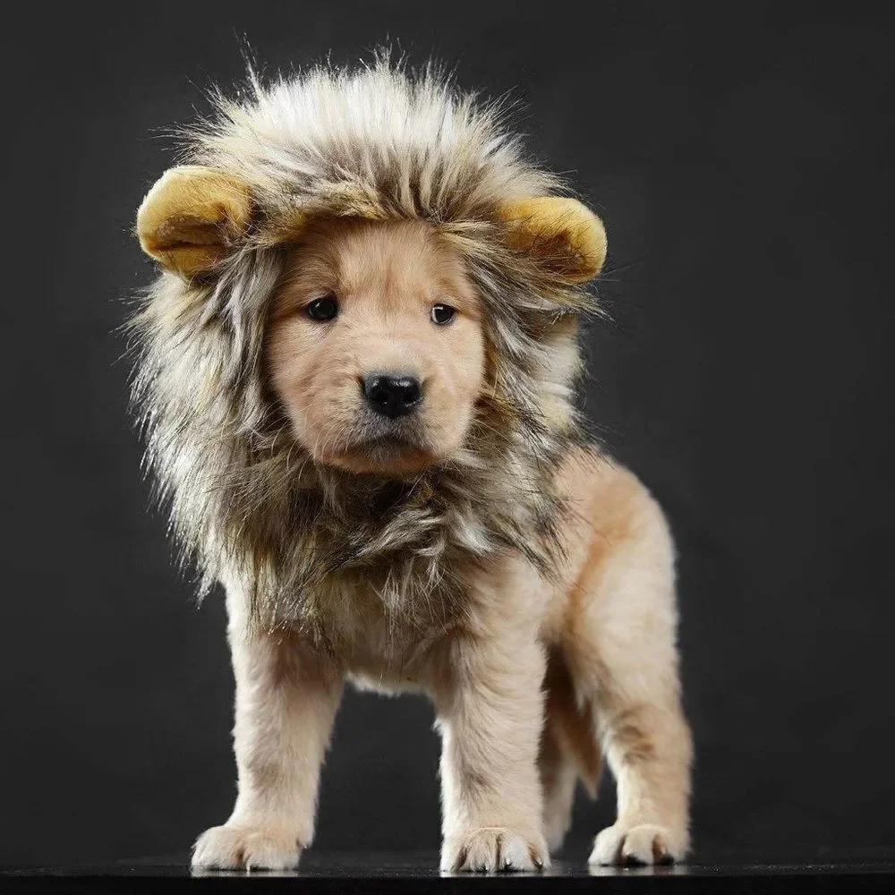Lion Face Costume